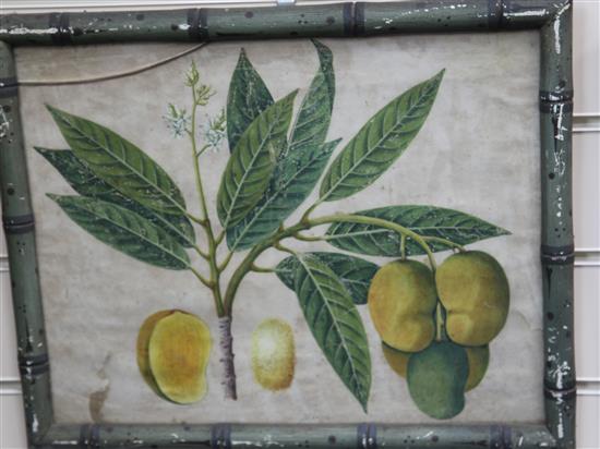 Captain E.A. McCurdy (19th C.) Botanical studies of Indian fruits 11.5 x 15in., housed in hand painted simulated bamboo frames